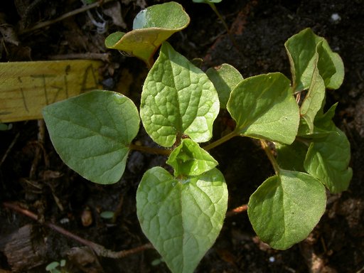 hablitzia tamnoides re-emergent 2nd year-a
