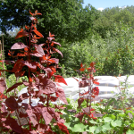 rode tuinmelde Oefenboerderij