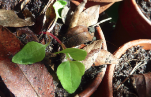 hablitzia tamnoides seedling2_phatch